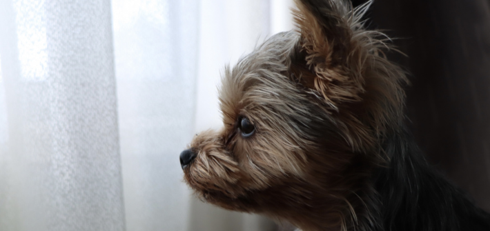 ペットを遺骨ペンダントにするのって良くないの?やり方や注意点を解説