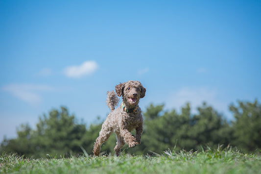 「これからもずっと一緒」愛犬への想いを形にする遺骨ネックレス