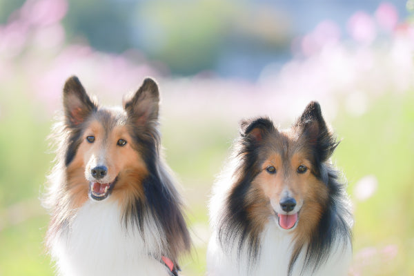 ペット供養の考え方「ペット供養に初七日はあるの?」_3