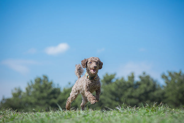 「これからもずっと一緒」愛犬への想いを形にする遺骨ネックレス
