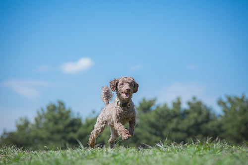 「これからもずっと一緒」愛犬への想いを形にする遺骨ネックレス